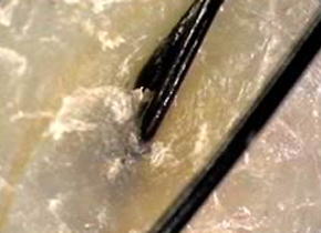 mutumi3