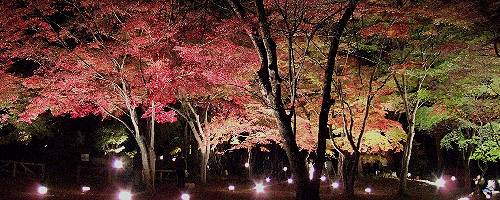 埼玉県秩父郡長瀞町商工会は、2009年11月の紅葉情報と、2009年14日から29日まで行われるの紅葉のライトアップ情報をお伝えします。長瀞・宝登山は、東京(都内)近郊(周辺)の日帰りドライブコース(日帰りハイキングコース:日帰りデートスポット)として関東地方(首都圏)でも有名です。