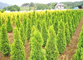 M's Garden
